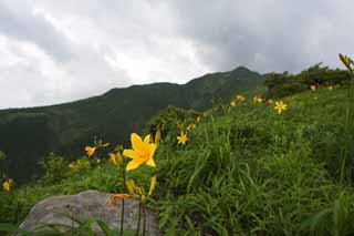 fotografia, materiale, libero il panorama, dipinga, fotografia di scorta,Mt.Akanagi ed un giglio di giorno, Giallo, Io sono simile, ed un bambino  isolato e lo ripara, giglio di giorno, Nikko