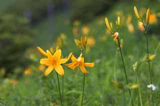 photo,material,free,landscape,picture,stock photo,Creative Commons,The day lily which blooms in profusion, Yellow, I am similar, and a kid is isolated and fixes it, day lily, Nikko