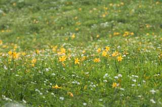 Foto, materieel, vrij, landschap, schilderstuk, bevoorraden foto,De dag lelie welk bloemen in de overvloed, Geel, Ik ben lijkend op, en een kind wordt geisoleerd en adapteert het, Etmaal lelie, Nikko