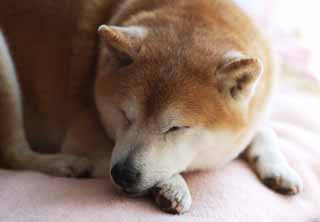 photo, la matire, libre, amnage, dcrivez, photo de la rserve,Un somme de l'aprs-midi d'un vieux chien, Shiba minuscule japonais, chien, Il n'y a pas lui, animal familier