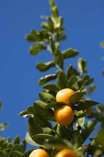 Foto, materieel, vrij, landschap, schilderstuk, bevoorraden foto,Een kumquat, Kumquat, , Citrus vrucht, Oranje