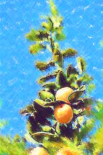 illust, material, livram, paisagem, quadro, pintura, lpis de cor, creiom, puxando,Um kumquat, kumquat, , Fruta ctrica, laranja