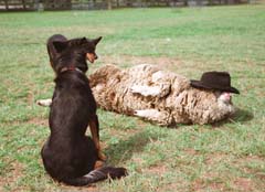 Foto, materiell, befreit, Landschaft, Bild, hat Foto auf Lager,Die Augen verbundenes Schaf, Schaf, Hund, Schferhund, 