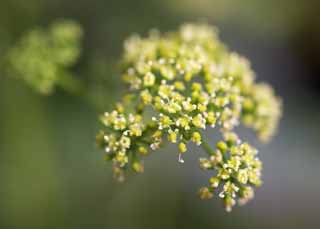 photo,material,free,landscape,picture,stock photo,Creative Commons,A flower of a parsley, parsley, , Herb, Cooking