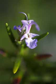 Foto, materieel, vrij, landschap, schilderstuk, bevoorraden foto,Een bloem van een rosemary, Rozemarijn, Kruid, Kokend, 