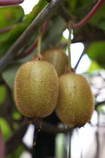 Foto, materieel, vrij, landschap, schilderstuk, bevoorraden foto,Een oogst van een apteryx, Kiwi, Een apteryx, KIWI, Vrucht