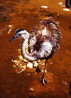 illustration,material,free,landscape,picture,painting,color pencil,crayon,drawing,I am rare, I am rare, An ostrich, bird, 