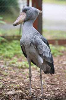 photo, la matire, libre, amnage, dcrivez, photo de la rserve,Cigogne baleine-pomme, Cigogne baleine-pomme, oiseau, , cigogne