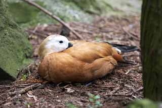 photo,material,free,landscape,picture,stock photo,Creative Commons,A nap of a duck, , duck, , 