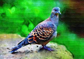 Illust, materieel, vrij, landschap, schilderstuk, schilderstuk, kleuren potlood, crayon, werkje,Een rufous turtledove, Dove, , , 