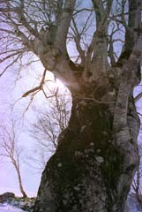 fotografia, materiale, libero il panorama, dipinga, fotografia di scorta,Vecchio albero, neve, montagna, albero, 