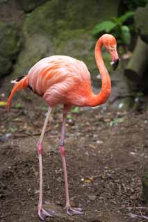 Foto, materiell, befreit, Landschaft, Bild, hat Foto auf Lager,Ein Flamingo, , Flamingo, Rosa, 