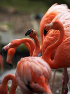 photo, la matire, libre, amnage, dcrivez, photo de la rserve,Une fort d'UN flamants rose, , flamant rose, Rose, 