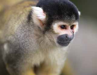 photo,material,free,landscape,picture,stock photo,Creative Commons,Squirrel monkey, monkey, , Squirrel monkey, squirrel monkey