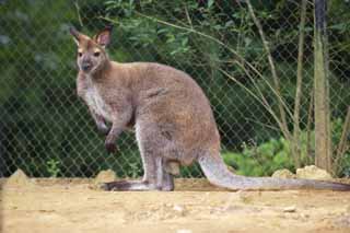 , , , , ,  ., kangaroo, , kangaroo, , 