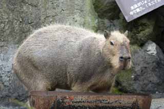 Foto, materiell, befreit, Landschaft, Bild, hat Foto auf Lager,Formen Sie Par, , Flussschwein, Maus, 