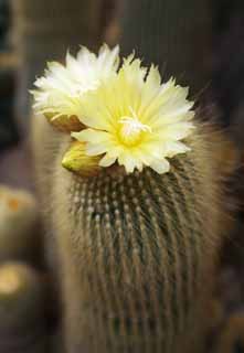 Foto, materieel, vrij, landschap, schilderstuk, bevoorraden foto,Een gele bloem van een cactus, , Cactus, , 