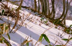 fotografia, materiale, libero il panorama, dipinga, fotografia di scorta,Pendio nevoso, neve, montagna, albero, 