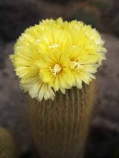 photo,material,free,landscape,picture,stock photo,Creative Commons,A yellow flower of a cactus, , cactus, , 