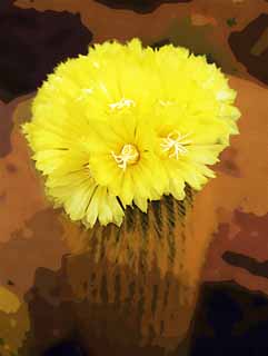 illustration,material,free,landscape,picture,painting,color pencil,crayon,drawing,A yellow flower of a cactus, , cactus, , 