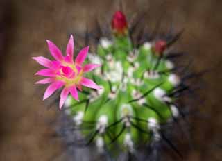 fotografia, materiale, libero il panorama, dipinga, fotografia di scorta,Un zafferano di un cactus, , cactus, , 