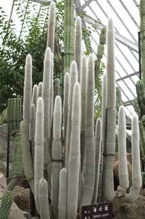 foto,tela,gratis,paisaje,fotografa,idea,Una tormenta de nieve de A, , Cactus, , 