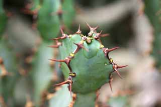 foto,tela,gratis,paisaje,fotografa,idea,Un cactus, , Cactus, , 