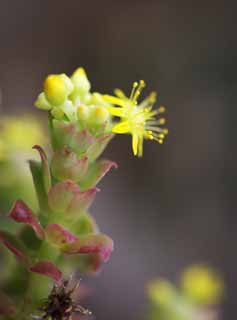 Foto, materieel, vrij, landschap, schilderstuk, bevoorraden foto,Een gele bloem van een cactus, , Cactus, , 