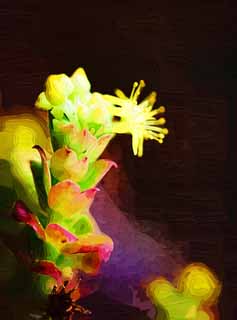 illust,tela,gratis,paisaje,fotografa,idea,pintura,Lpiz de color,dibujo,Una flor amarilla de un cactus, , Cactus, , 