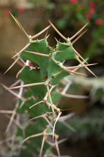 photo,material,free,landscape,picture,stock photo,Creative Commons,A cactus, , cactus, , 