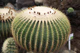 fotografia, materiale, libero il panorama, dipinga, fotografia di scorta,Un cactus, , cactus, , 