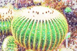 illust, matire, libre, paysage, image, le tableau, crayon de la couleur, colorie, en tirant,Un cactus, , cactus, , 