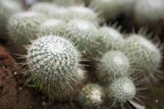 fotografia, materiale, libero il panorama, dipinga, fotografia di scorta,Un cactus, , cactus, , 