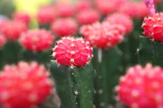 fotografia, materiale, libero il panorama, dipinga, fotografia di scorta,Un cactus, , cactus, , 