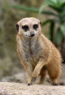 ,,, ,,,Meerkat.  , Meerkat., ,  .  ,  .  