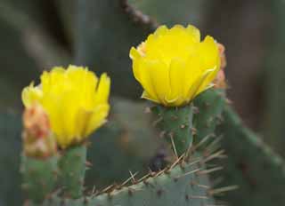 Foto, materieel, vrij, landschap, schilderstuk, bevoorraden foto,Een gele bloem van een cactus, , Cactus, , 