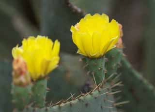 photo,material,free,landscape,picture,stock photo,Creative Commons,A yellow flower of a cactus, , cactus, , 
