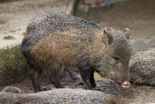 photo,material,free,landscape,picture,stock photo,Creative Commons,Collared peccary, wild boar, , , peccary