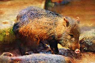 Illust, materieel, vrij, landschap, schilderstuk, schilderstuk, kleuren potlood, crayon, werkje,Collared peccary, Wild mannetjesvarken, , , Peccary