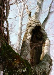 photo,material,free,landscape,picture,stock photo,Creative Commons,Old tree, cavity, branch, tree, 