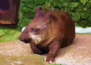 illust, , , , , ,  ,  , ., nap tapir,  confute , tapir, , 