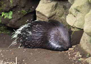 Foto, materieel, vrij, landschap, schilderstuk, bevoorraden foto,Een egel, Egel, , Naald muis, 