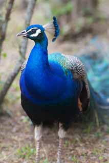 Foto, materiell, befreit, Landschaft, Bild, hat Foto auf Lager,Ein Pfau, , Pfau, , Azurblau