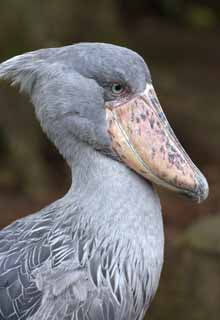 Foto, materiell, befreit, Landschaft, Bild, hat Foto auf Lager,Wal-gefhrter Storch, Wal-gefhrter Storch, Vogel, , Storch