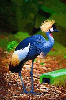 illustration,material,free,landscape,picture,painting,color pencil,crayon,drawing,A perception unreasonableness crane, crown crane, crowned crane, , 