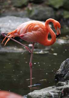 photo, la matire, libre, amnage, dcrivez, photo de la rserve,Un flamant rose, , flamant rose, Rose, 