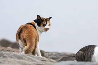 fotografia, materiale, libero il panorama, dipinga, fotografia di scorta,Un gatto di guscio di tartaruga di ricompensa, gatto, , , 