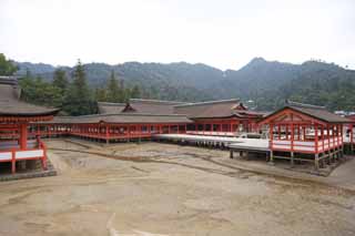 fotografia, materiale, libero il panorama, dipinga, fotografia di scorta,Un sacrario principale di Sacrario di Itsukushima-jinja, L'eredit culturale di Mondo, sacrario principale, Sacrario scintoista, Io sono cinabro rosso