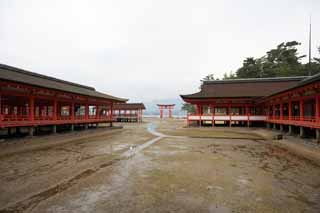 Foto, materiell, befreit, Landschaft, Bild, hat Foto auf Lager,Ein Hauptschrein von Itsukushima-jinja Shrine, Das kulturelle Erbe von Welt, Hauptschrein, Schintoistischer Schrein, Ich bin Zinnober rot