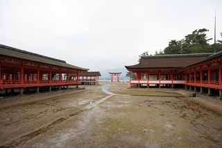 fotografia, materiale, libero il panorama, dipinga, fotografia di scorta,Un sacrario principale di Sacrario di Itsukushima-jinja, L'eredit culturale di Mondo, sacrario principale, Sacrario scintoista, Io sono cinabro rosso